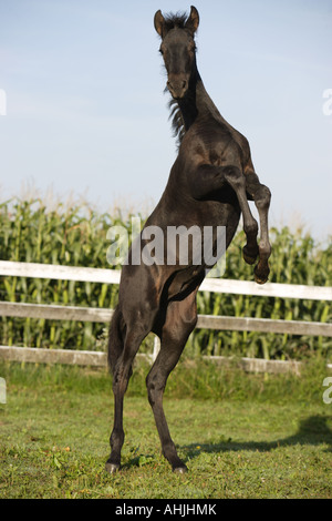 Pura spagnola di razza - puledro - allevamento Foto Stock