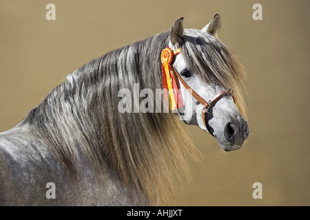 Pura spagnola di razza - Ritratto Foto Stock
