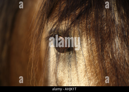 Pura spagnola di razza - ritratto - eye Foto Stock