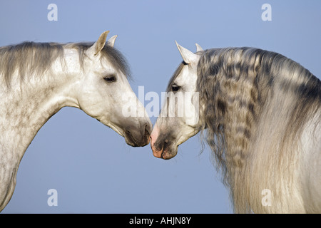 Due pura spagnola di razza - Ritratto Foto Stock