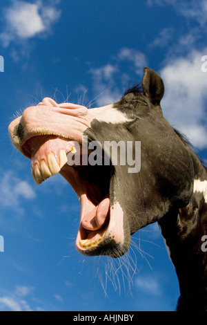 Cavallo di vernice, ridendo Foto Stock