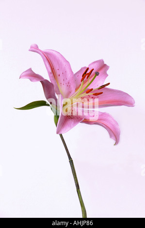 Unico stargazer lily Lilium Star Gazer Foto Stock