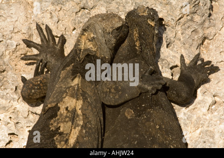 Marine Iguana Amblyrhynchus cristatus Barrington Bay Santa Fe le Galapagos Ecuador America del Sud Foto Stock