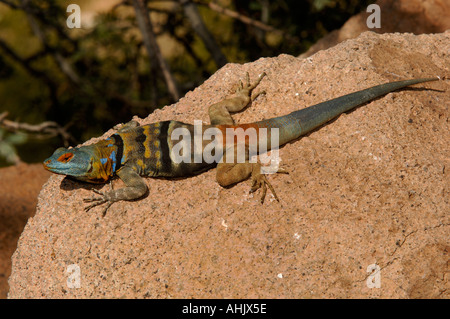 Blue Rock Lizard Petrosaurus thalassinus fotografato in Arizona USA Foto Stock