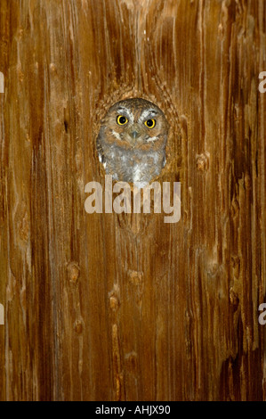 Elf Owl Micrathene whitneyi fotografato in Arizona USA Foto Stock