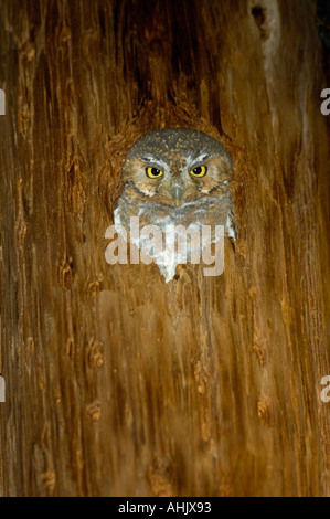 Elf Owl Micrathene whitneyi fotografato in Arizona USA Foto Stock