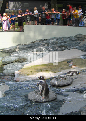 Ai visitatori di ammirare due i pinguini all'Acquario di Bergen a Bergen in Norvegia Foto Stock