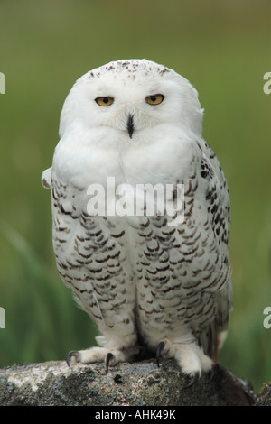 Civetta delle nevi Bubo scandiacus nord europa Foto Stock