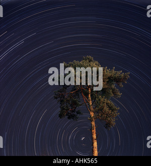 Pine stelle tre ore di tempo di esposizione in Baviera Germania Foto Stock