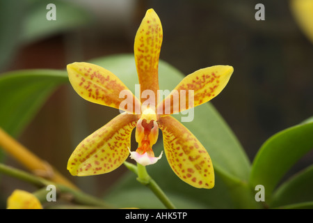 Coltivate fiori di orchidea Foto Stock