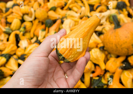 Strano squash zucche per ornamento vegetale in una mano Foto Stock