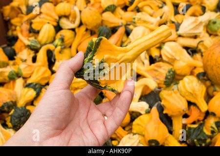 Strano squash zucche per ornamento vegetale in una mano Foto Stock