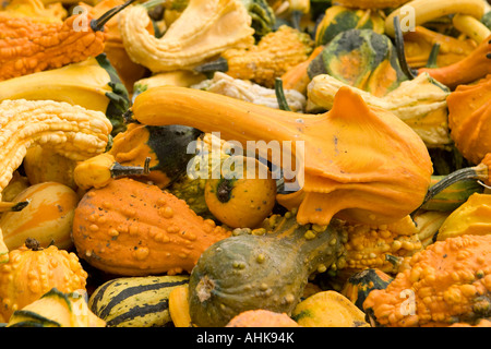 Strano squash zucche per ortaggi ornamentali Foto Stock