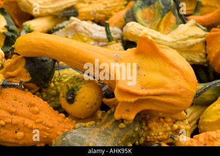 Strano squash zucche per ortaggi ornamentali Foto Stock