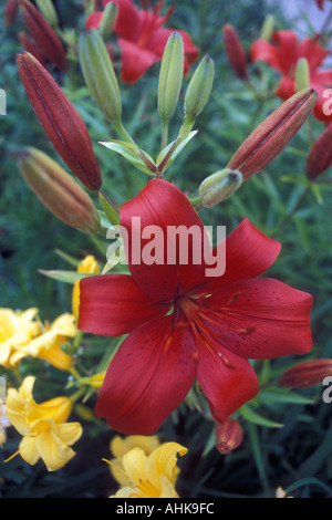 Rosso asiatico e Stella o Dora Gigli Foto Stock