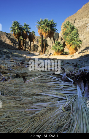 Ventola della California Palm a molle nascoste oasi a La Mecca Hills Wilderness Area nei pressi del Salton Sea nel sud della California, Stati Uniti d'America Foto Stock