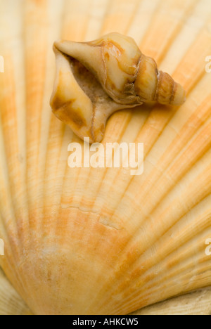 Una grafica semplice ma bello studio immagine di una conchiglia piccola seduto su una maggiore smerlo shell splendidi colori e texture con smal Foto Stock