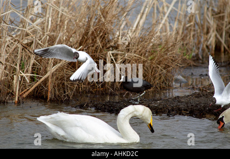 Whooper gironzolano in Essex, ora residente con black-guidato i gabbiani e un coote Foto Stock