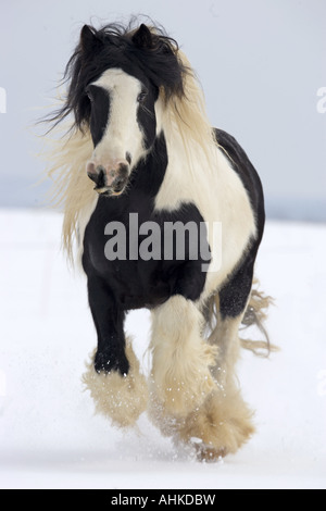 Tinker Pony - al galoppo nella neve Foto Stock