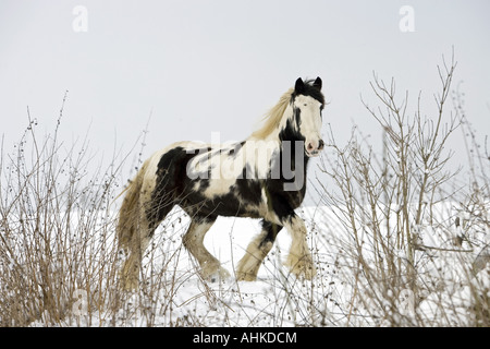 Tinker Pony - passeggiate nella neve Foto Stock