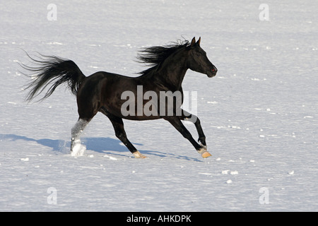 Purosangue arabo - cavalli al galoppo in snow Foto Stock