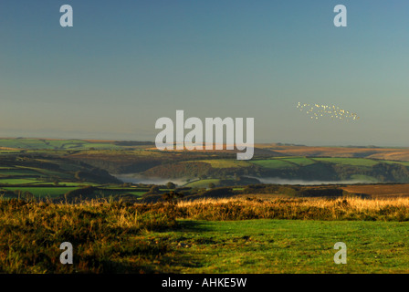 Uno stormo di uccelli prendono il volo nella luce del mattino oltre la brughiera vicino Dunkery su Exmoor Foto Stock