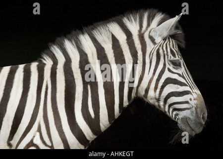 Chapman's zebra - Ritratto Foto Stock