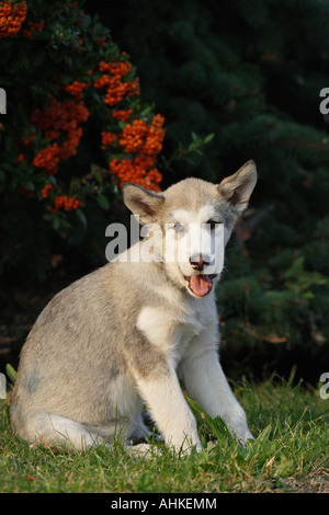 Alaskan Malamute cucciolo - seduta sul prato Foto Stock