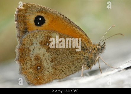 Farfalla di gatekeeper Foto Stock