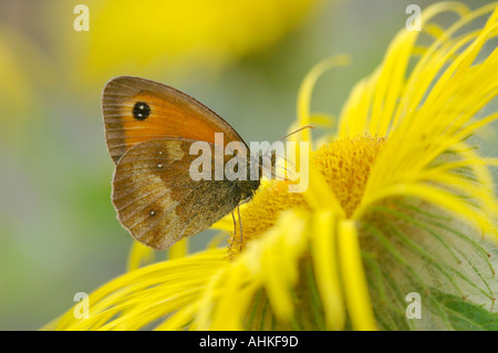 Farfalla di gatekeeper Foto Stock