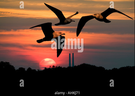 Gabbiani al tramonto Foto Stock