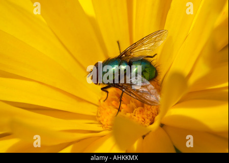 Greenbottle volare su calendula Foto Stock