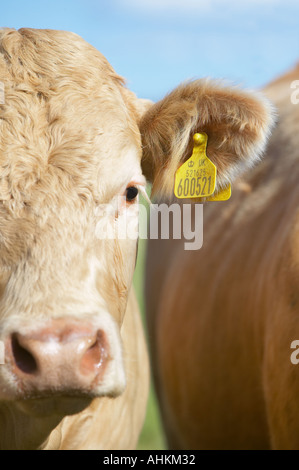 Limousine cross bovini da carne che mostra tag all'orecchio. Foto Stock