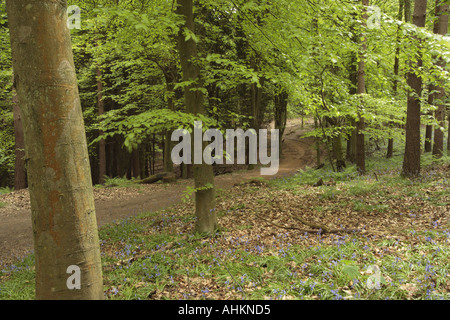 Sandy serpeggiante percorso attraverso i boschi Chantries Guildford Foto Stock