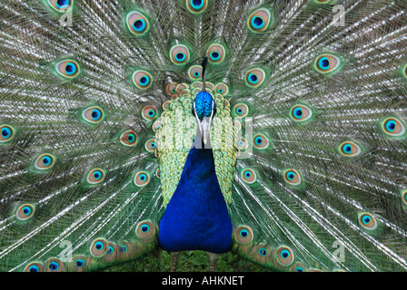 Peacock diffusione di piume Foto Stock