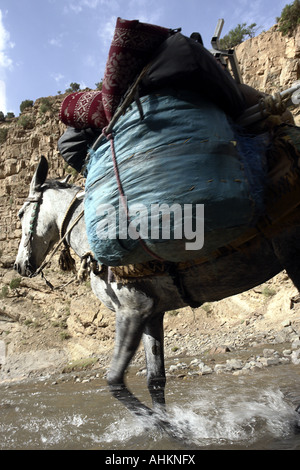 Caricate il mulo che attraversa un fiume in Alto Atlante regione del Marocco Foto Stock