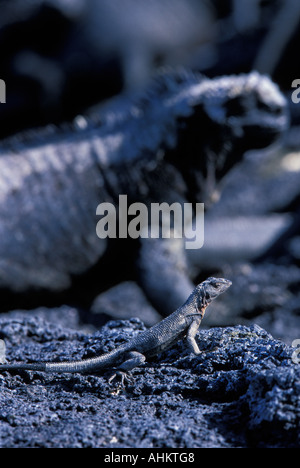 Ecuador Isole Galapagos Lava Lizard Microlophus albemarlensis seduti sulla lava nei pressi di Iguana marina su Fernandina Island Foto Stock