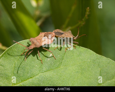 Bug di protezione (Coreus Marginatus, Squashbug, Dock bug) coniugata Foto Stock