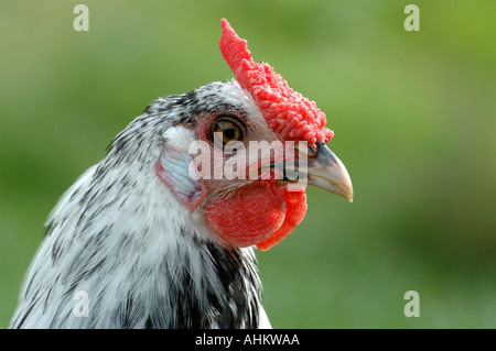 Argento Lamas Hamburgh galletto Foto Stock