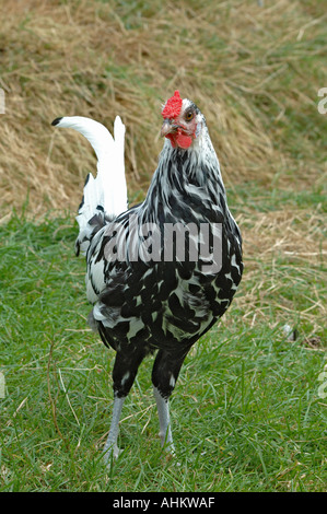 Argento Lamas Hamburgh galletto Foto Stock