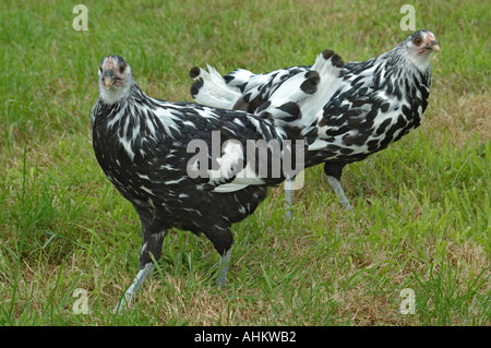 Argento Lamas Hamburgh pollastre Foto Stock