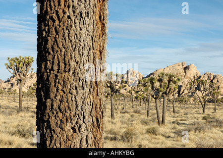 Hidden Valley area del Parco nazionale di Joshua Tree ventinove Palms California USA Foto Stock