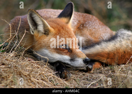 Red Fox, vulpes, appoggiato con la testa sul terreno Foto Stock