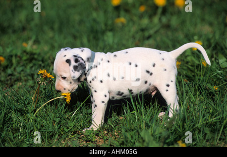 Junger Dalmatiner un Löwenzahn schnüffelnd Blüte auf Wiese giovane cane dalmata in pascoli sniffling sul dente di leone Foto Stock