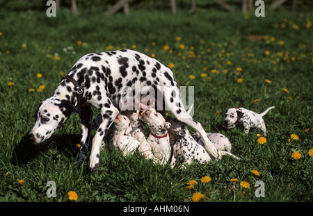 Junger Dalmatiner Hund auf Wiese elf Jungtiere giovane cane dalmata in pascoli undici cuccioli Foto Stock