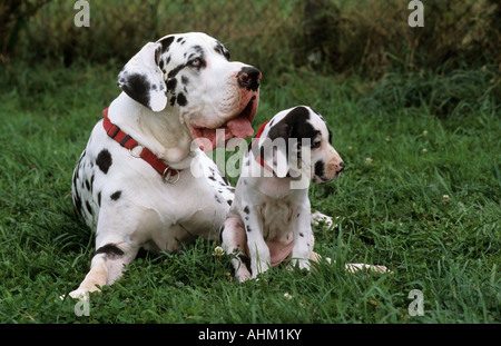 Deutsche Dogge Alt ung Jungtier auf einer Wiese alano giovane giovani e vecchi nella prateria Foto Stock