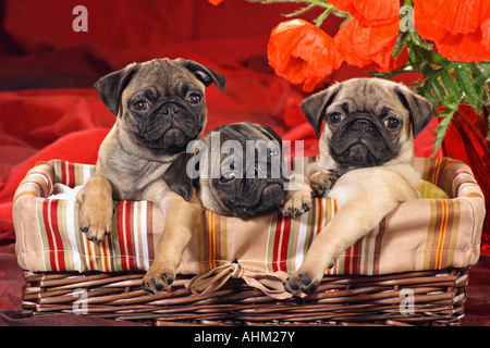 Tre cuccioli pug nel cestello Foto Stock