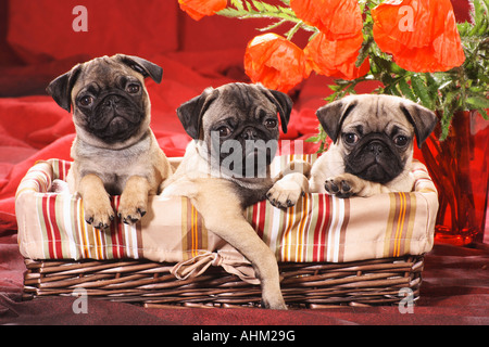 Tre cuccioli pug nel cestello Foto Stock