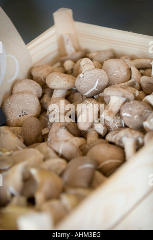 Un vassoio di legno pieno di funghi freschi nella sezione di generi alimentari di un negozio di specialità gastronomiche italiane. Foto da Jim Holden. Foto Stock