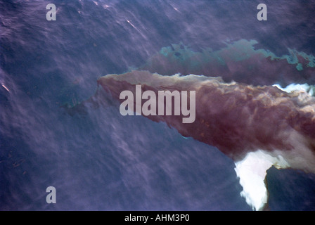 Dwarf Minke Whale Grande Barriera Corallina in Australia Oceano Pacifico balena superficie di acqua Foto Stock